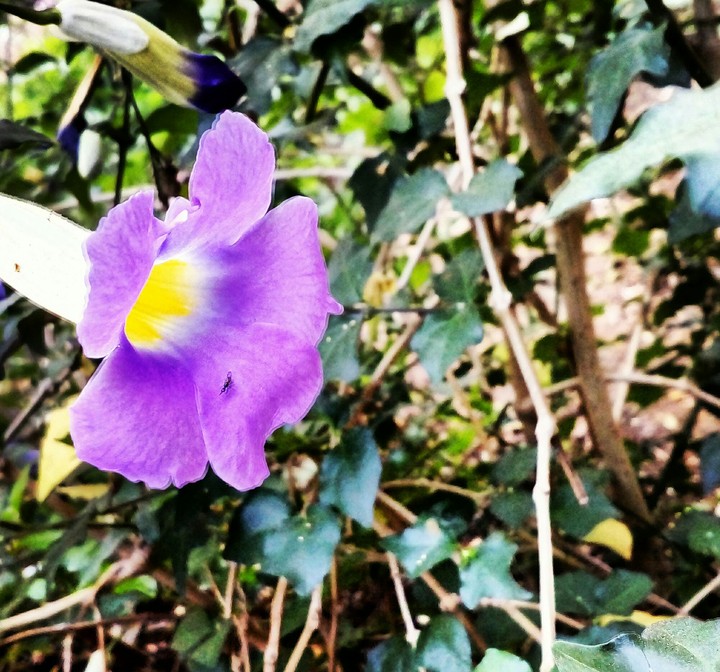 Nature's Purple ❤ly Flower....