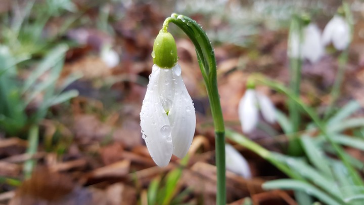 Snowdrop