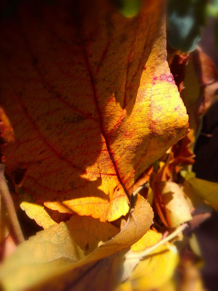 Осень