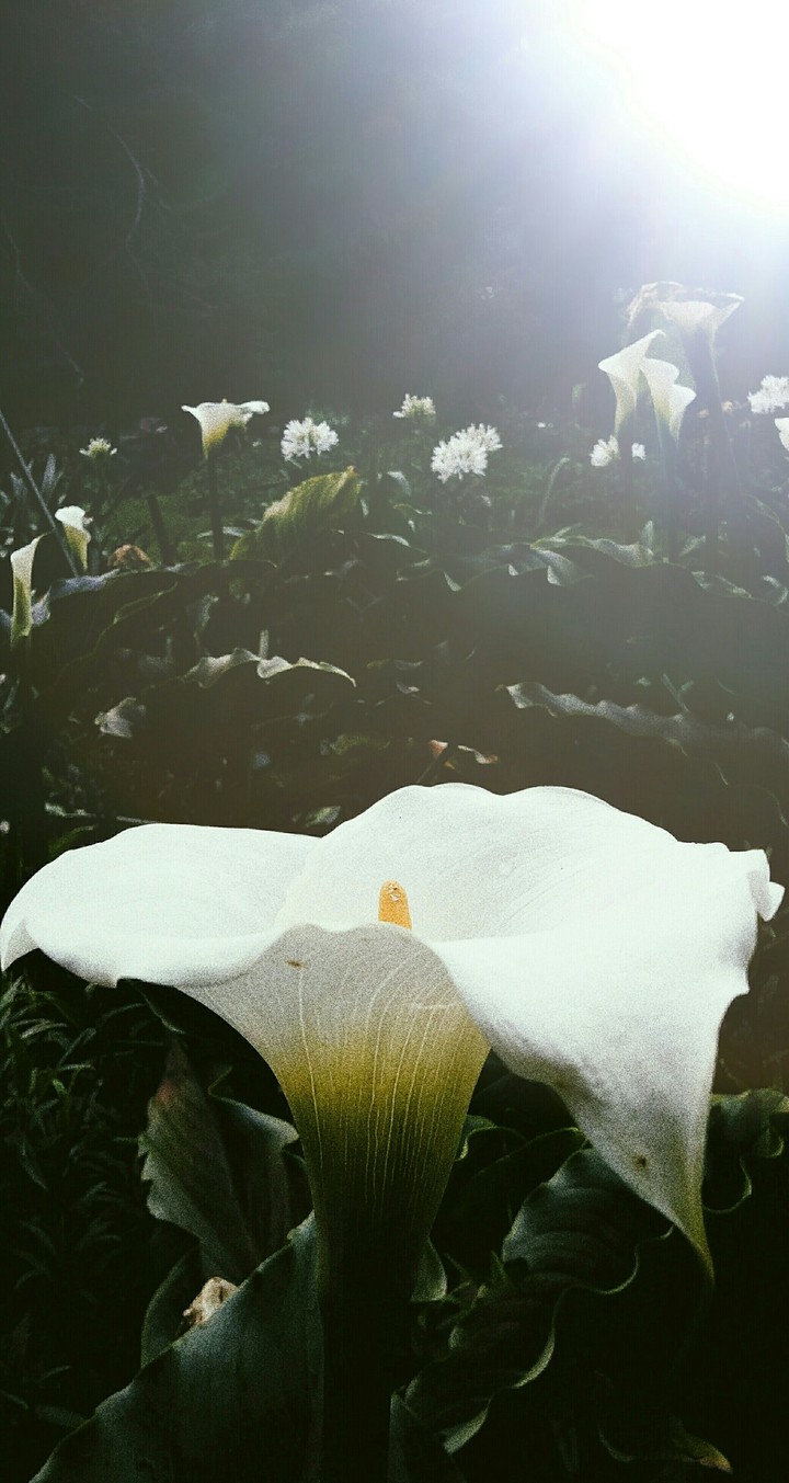 White flowers..