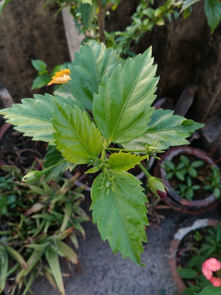 nature3