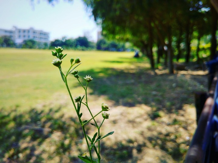flower
