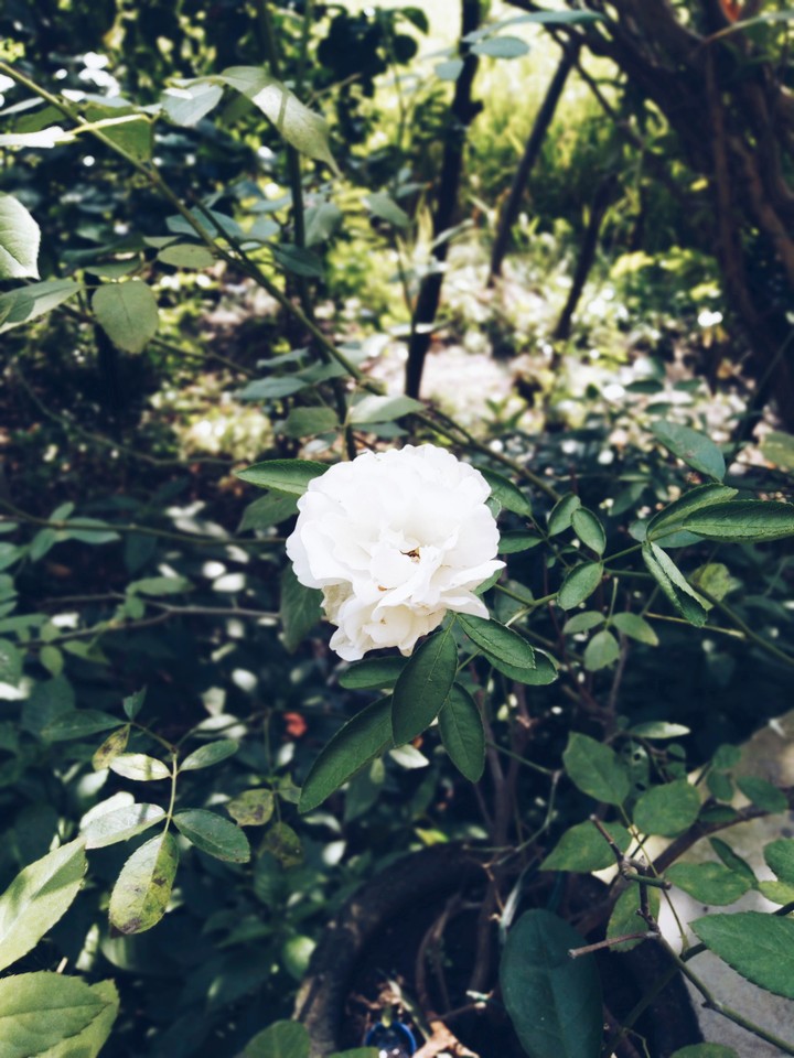 white rose