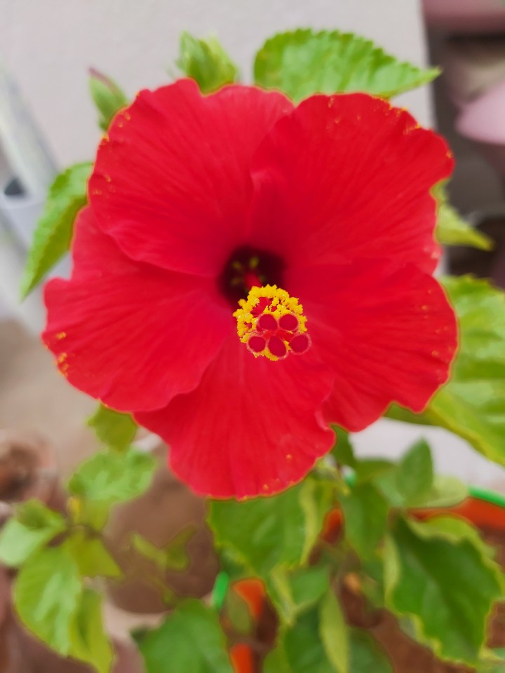 Hibiscus Bold and Beautiful