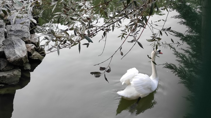 beautiful white