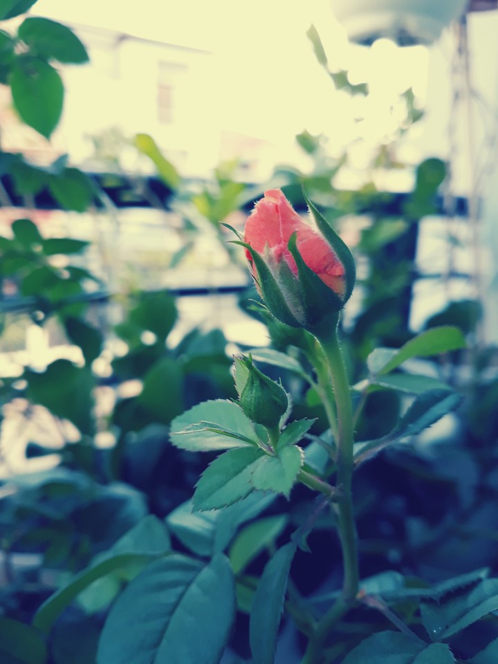 rose