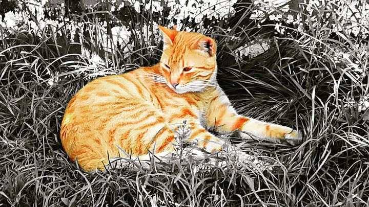 Cat