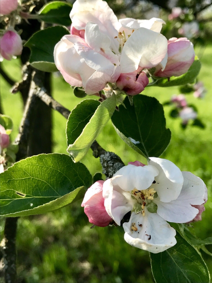 Apple Tree