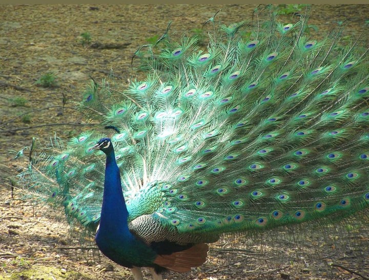 zoo de Lille