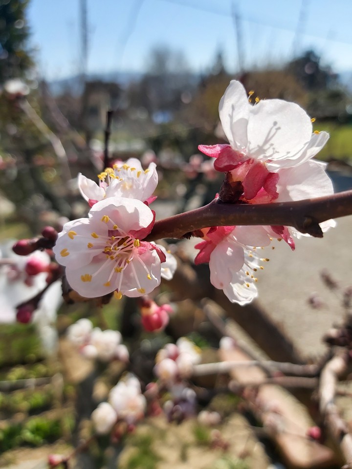 FIORITURA