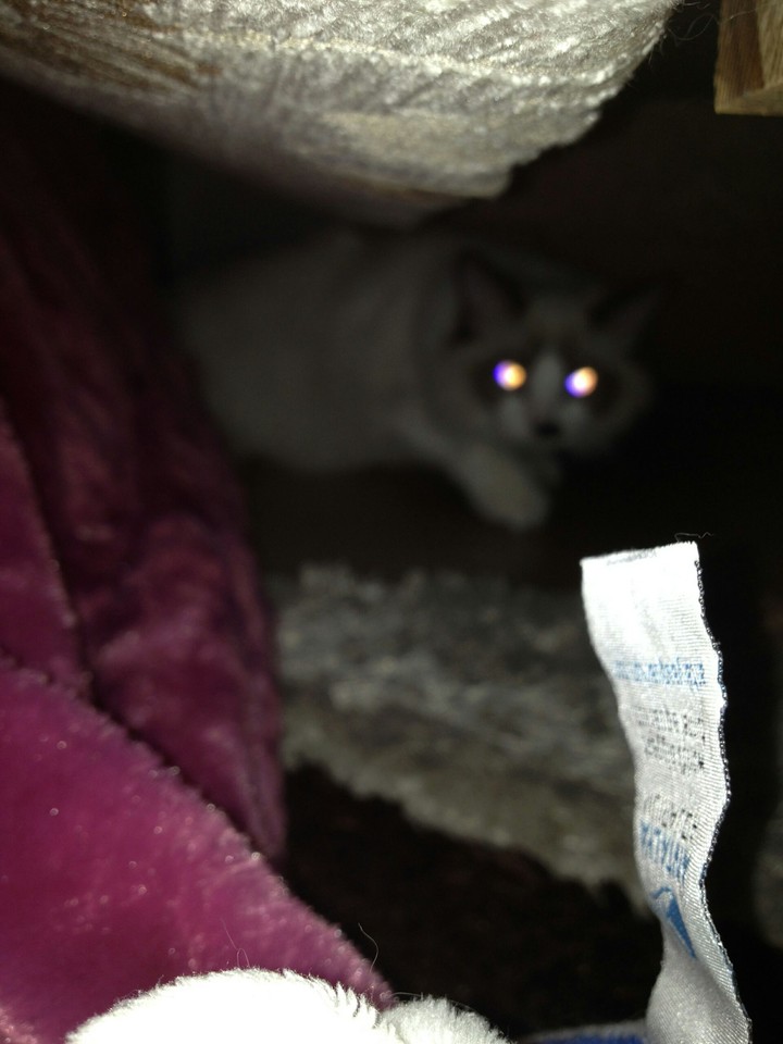 Magic Isabel's eyes