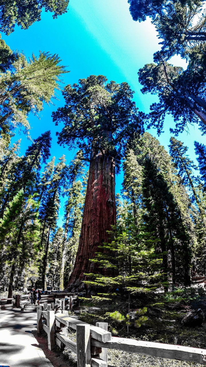 General Sherman tree
