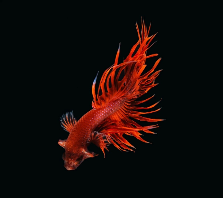 İos Red fish (follow me on instagram: kocinhasan)