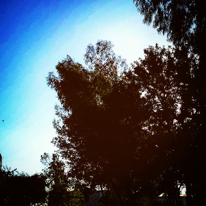 sunny winter
