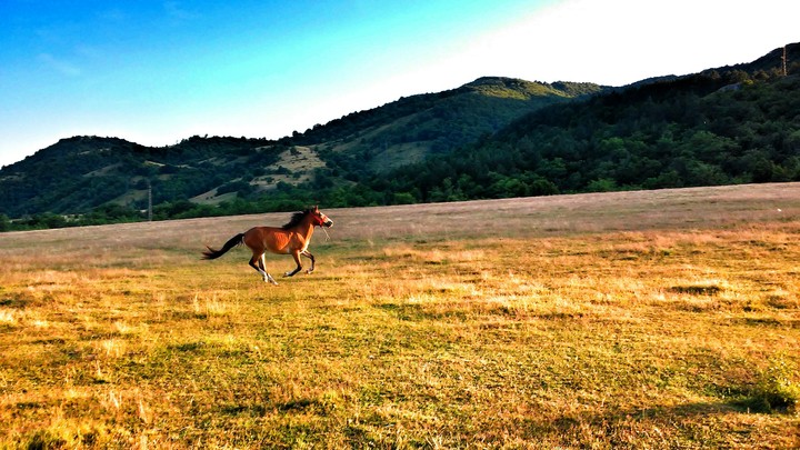 Running wild