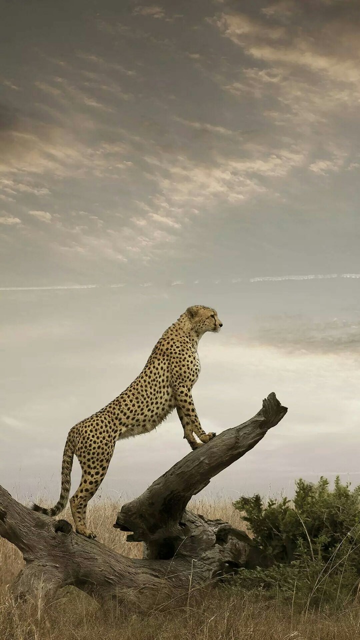 speedy cheeta