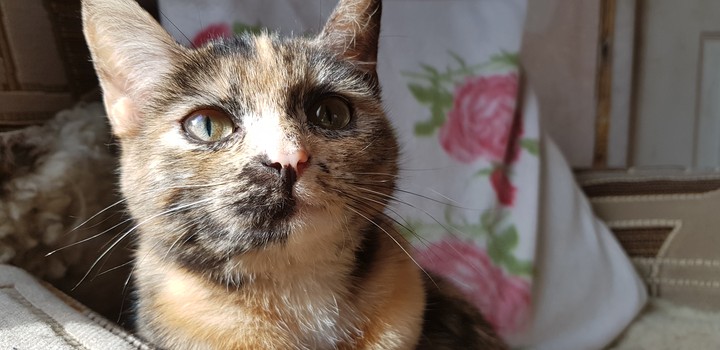cat