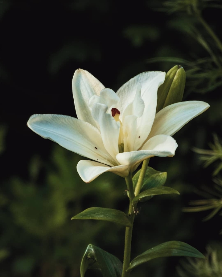 some flower
