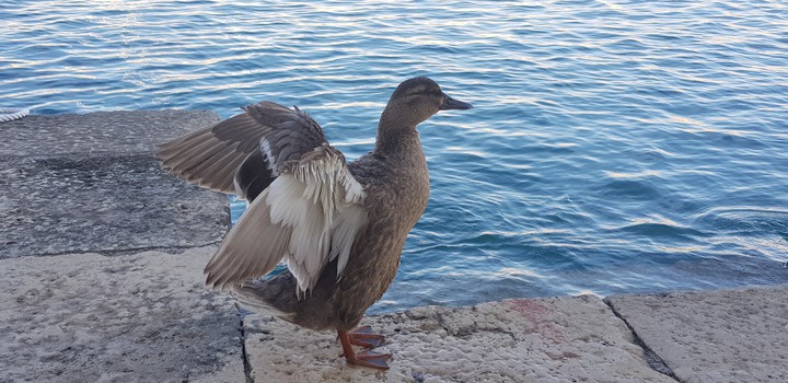 Duck with open wings