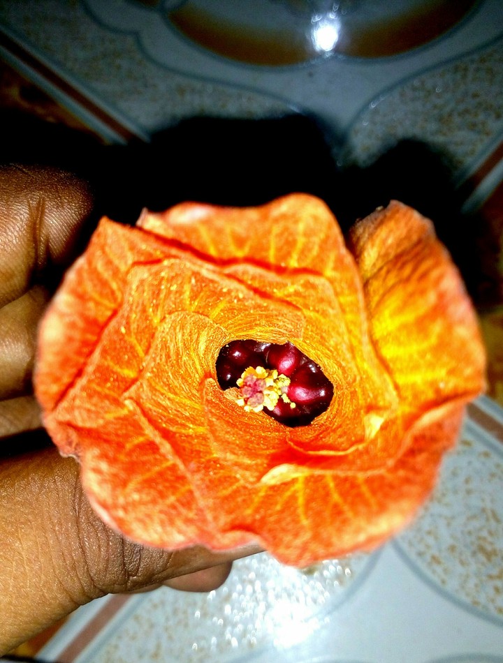 Snake Flower