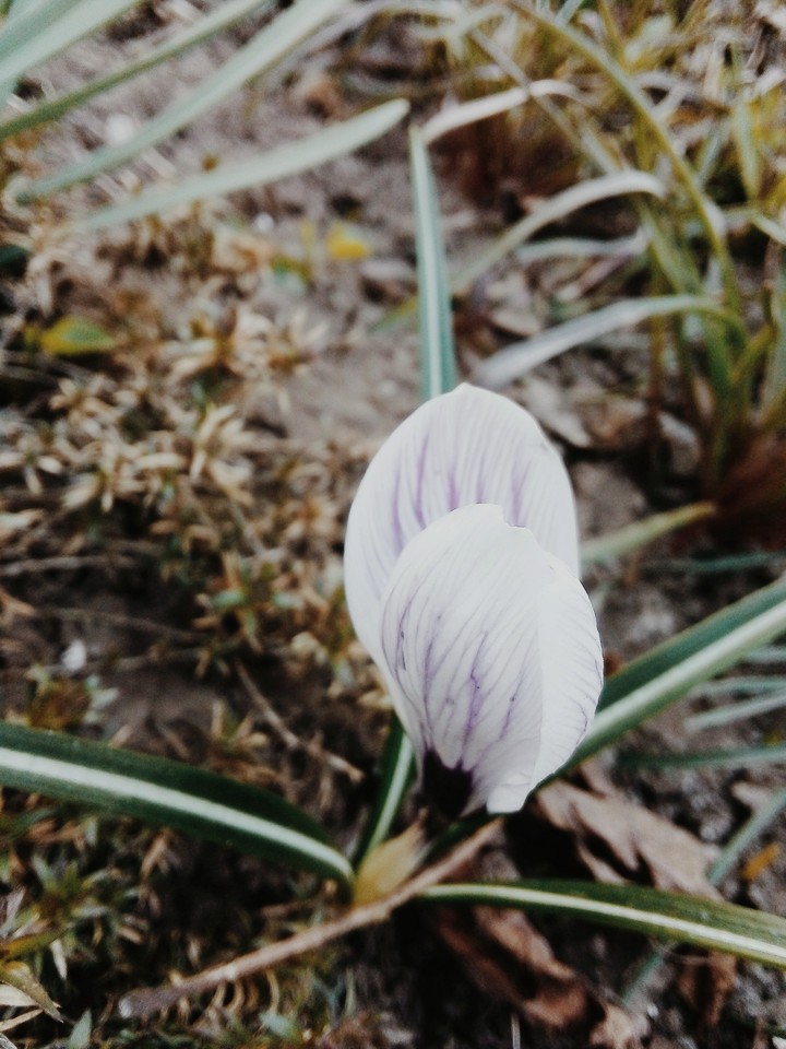 flower???