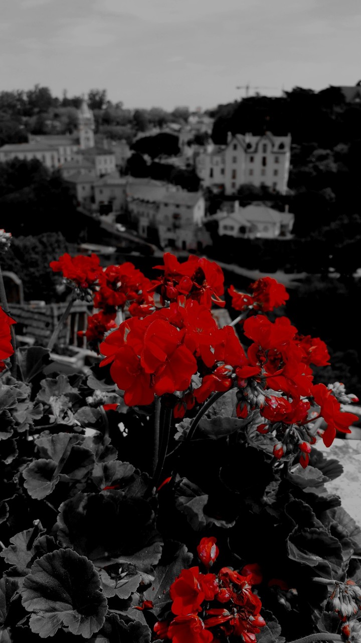 Sintra's roses