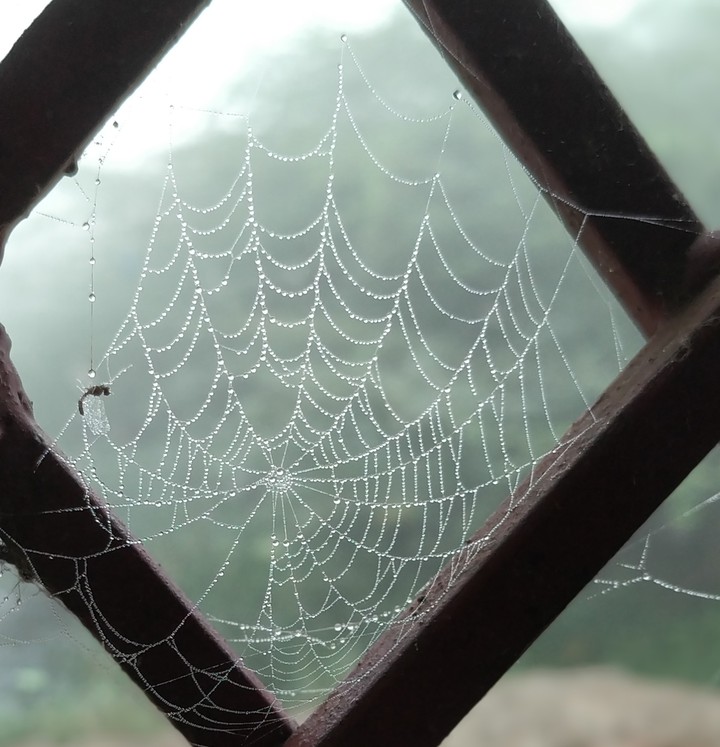 spider web