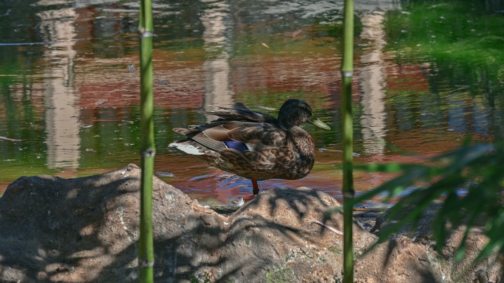 Duck.