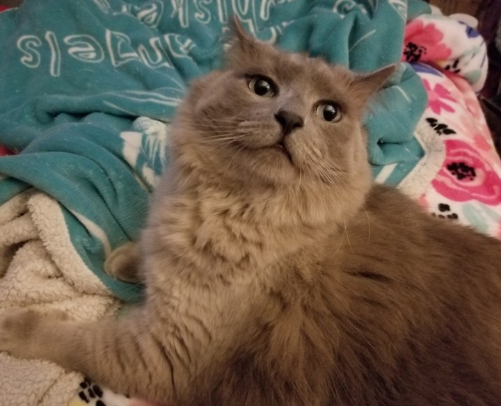 cat