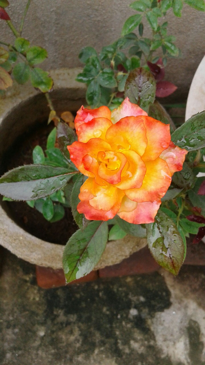 rose