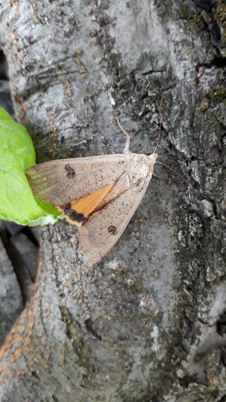 ćma