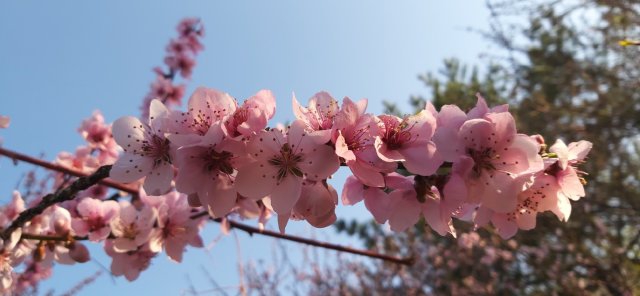 복사꽃