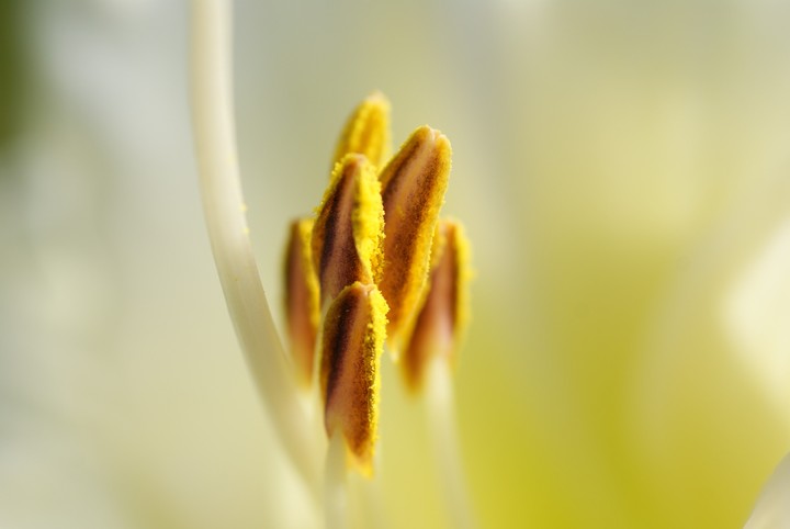 Delicate