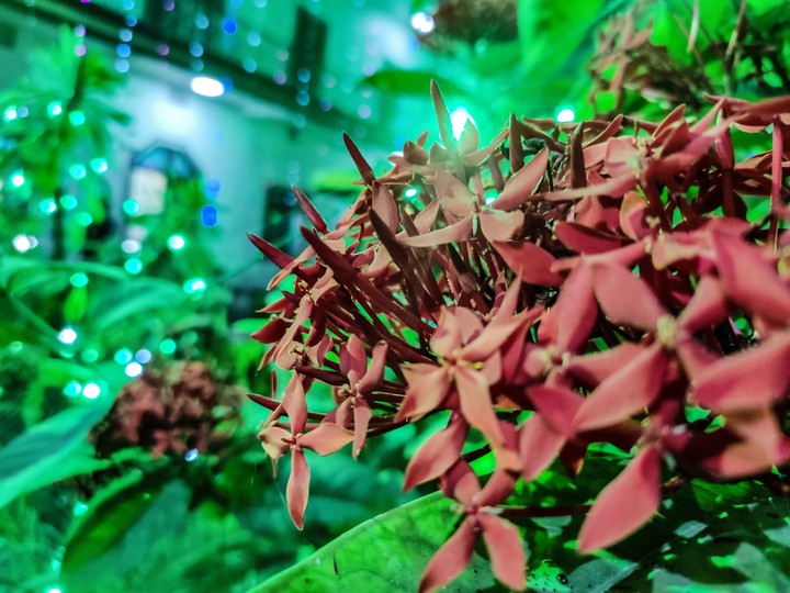 plants