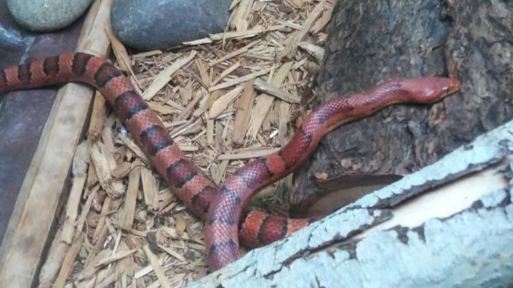 Snake, Cape May Zoo