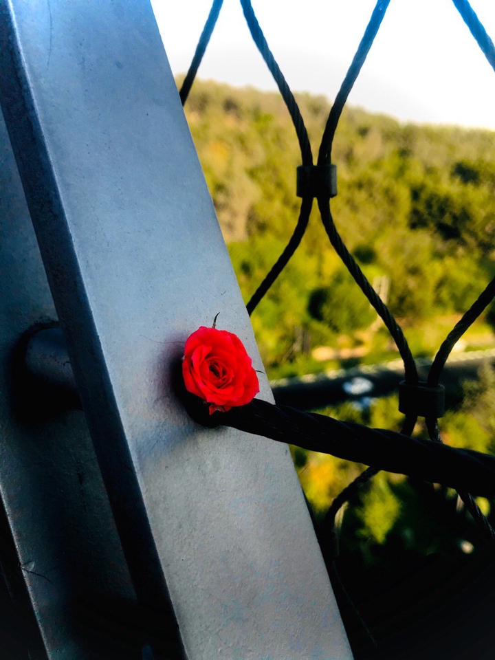 flower on the bridge