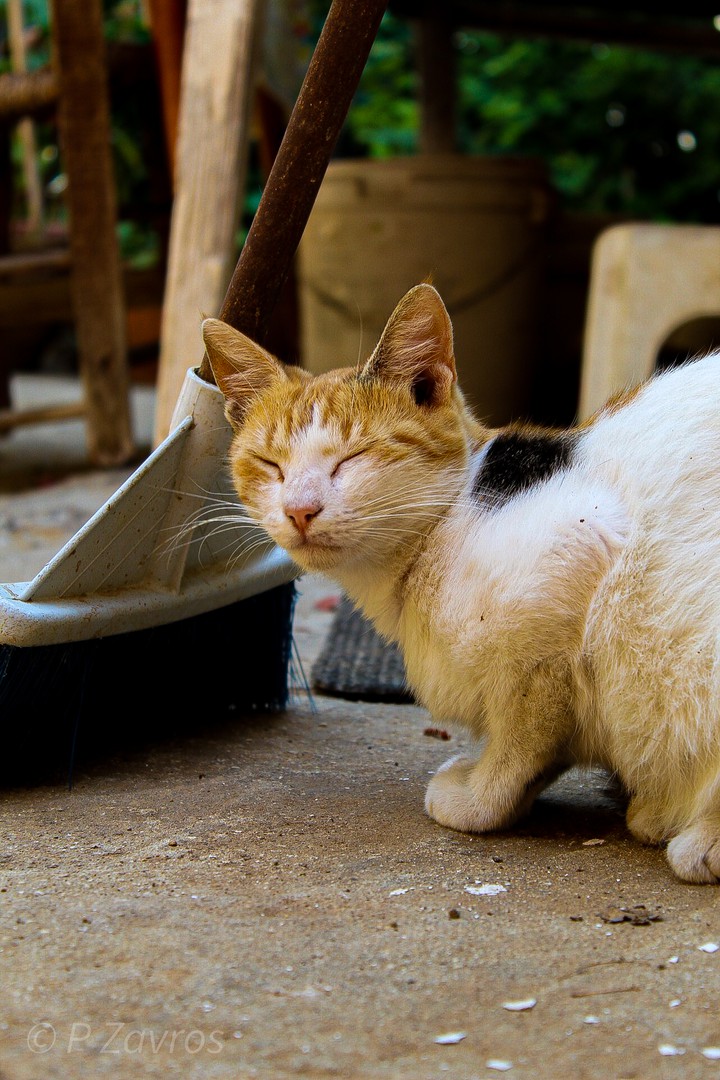Sleppy cat