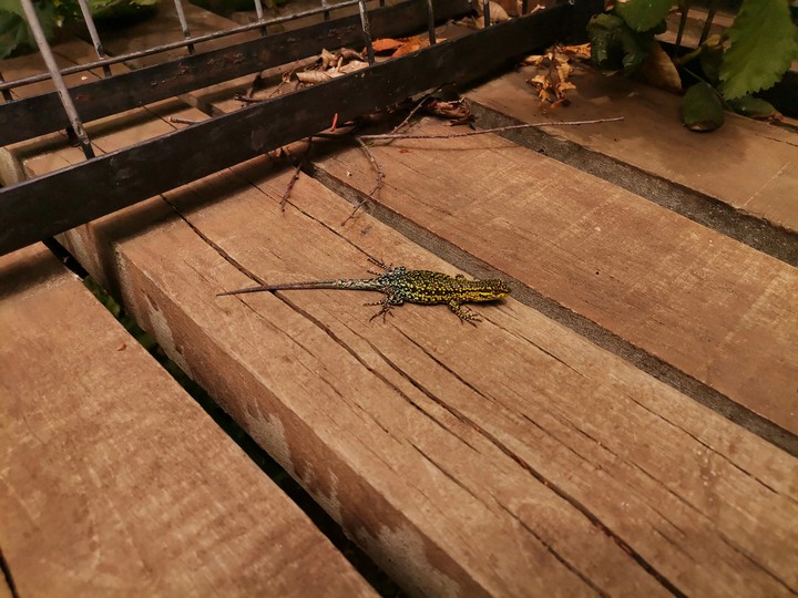 lagartija