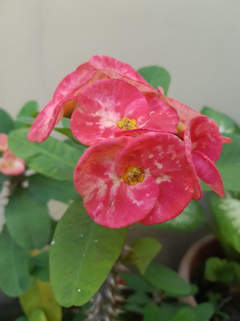 nature colors