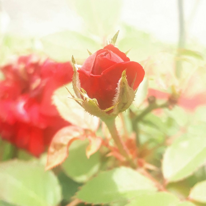 nature