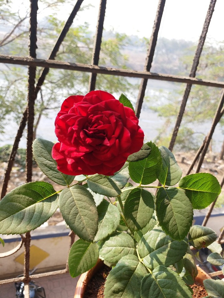 rose