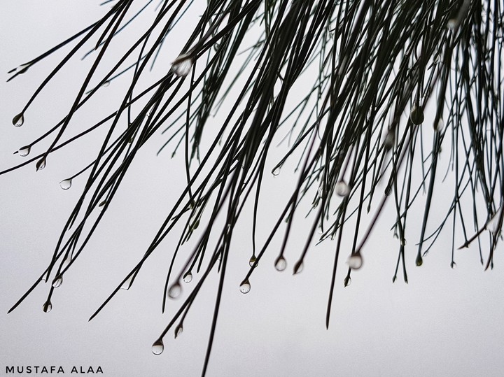 The drops of water.