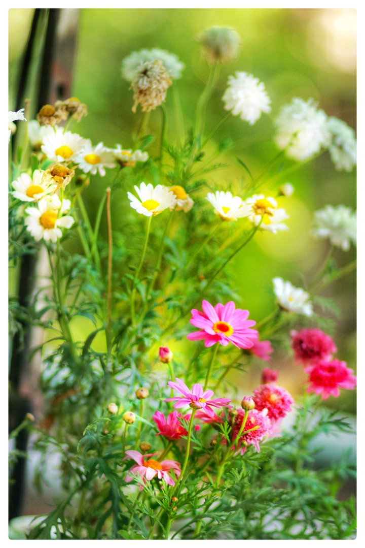 flowers