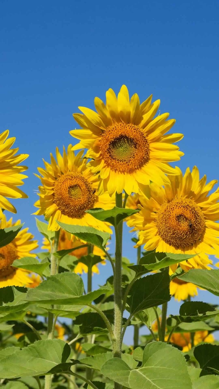 sunflowers