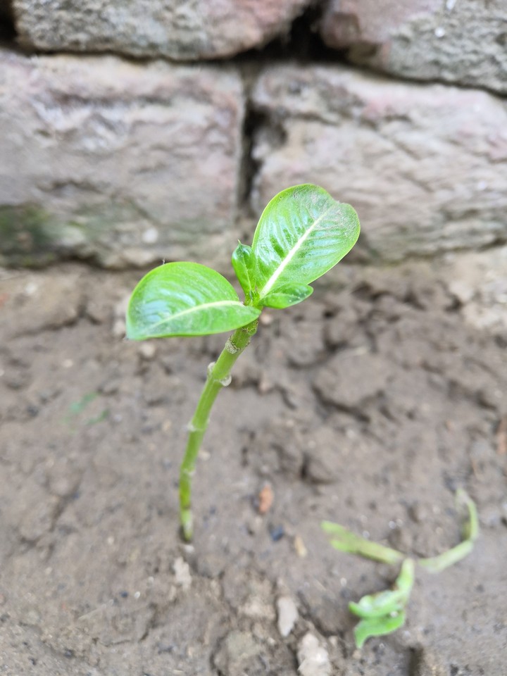 new life