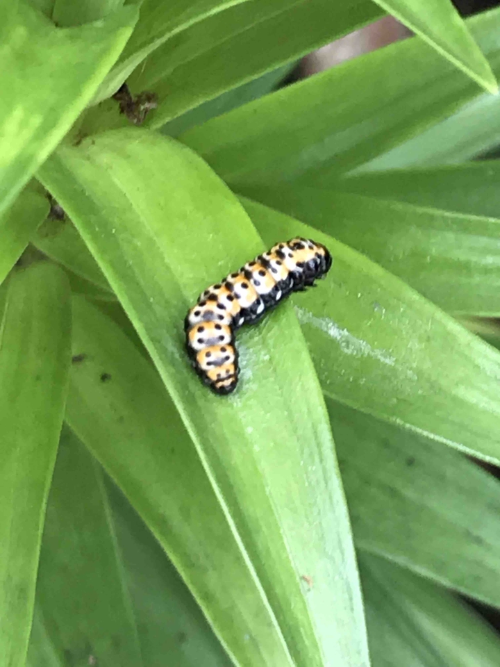 Caterpillar