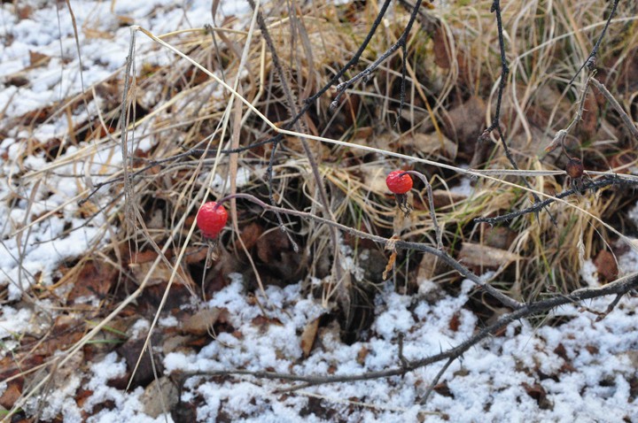 berry