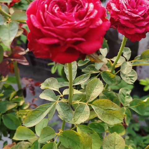 rose