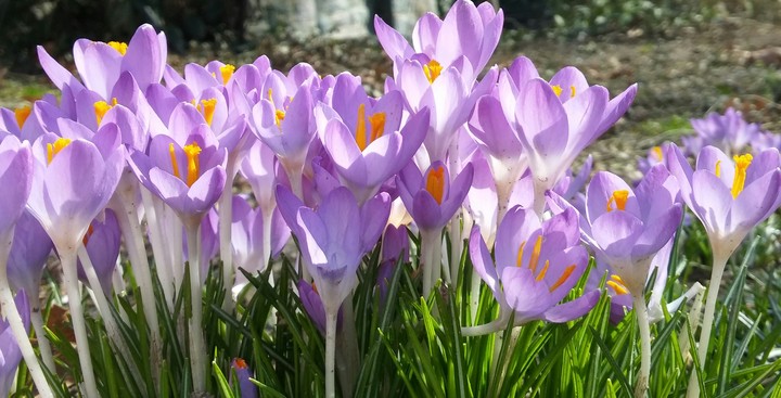 POWER TO THE FLOWERS