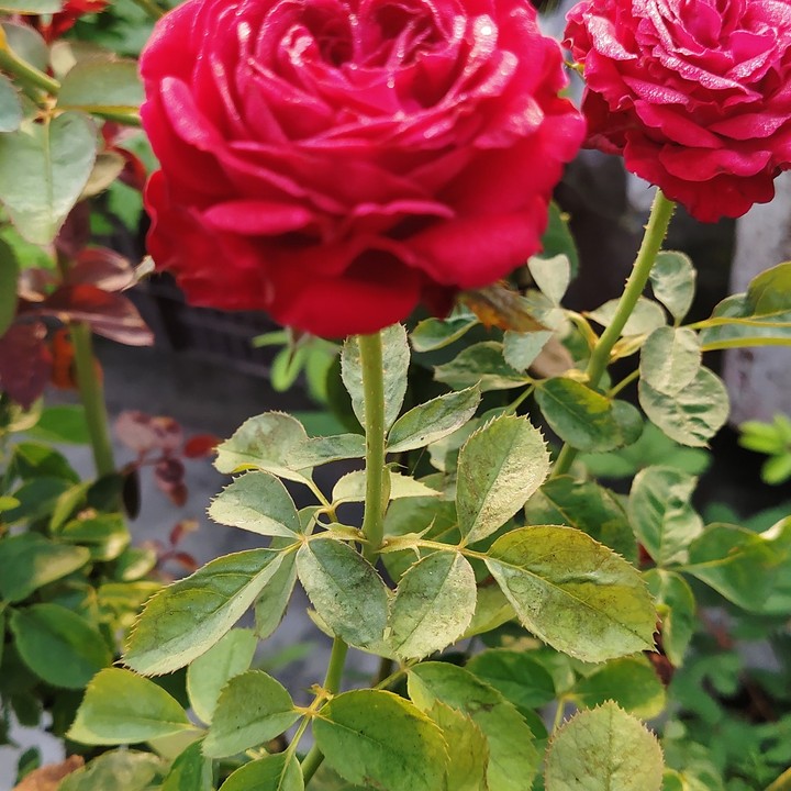 rose
